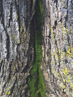 In The Crevice