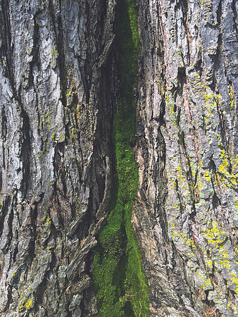 In The Crevice