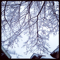 Frigid Beauty